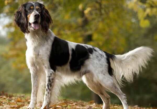 adopter Setter anglais