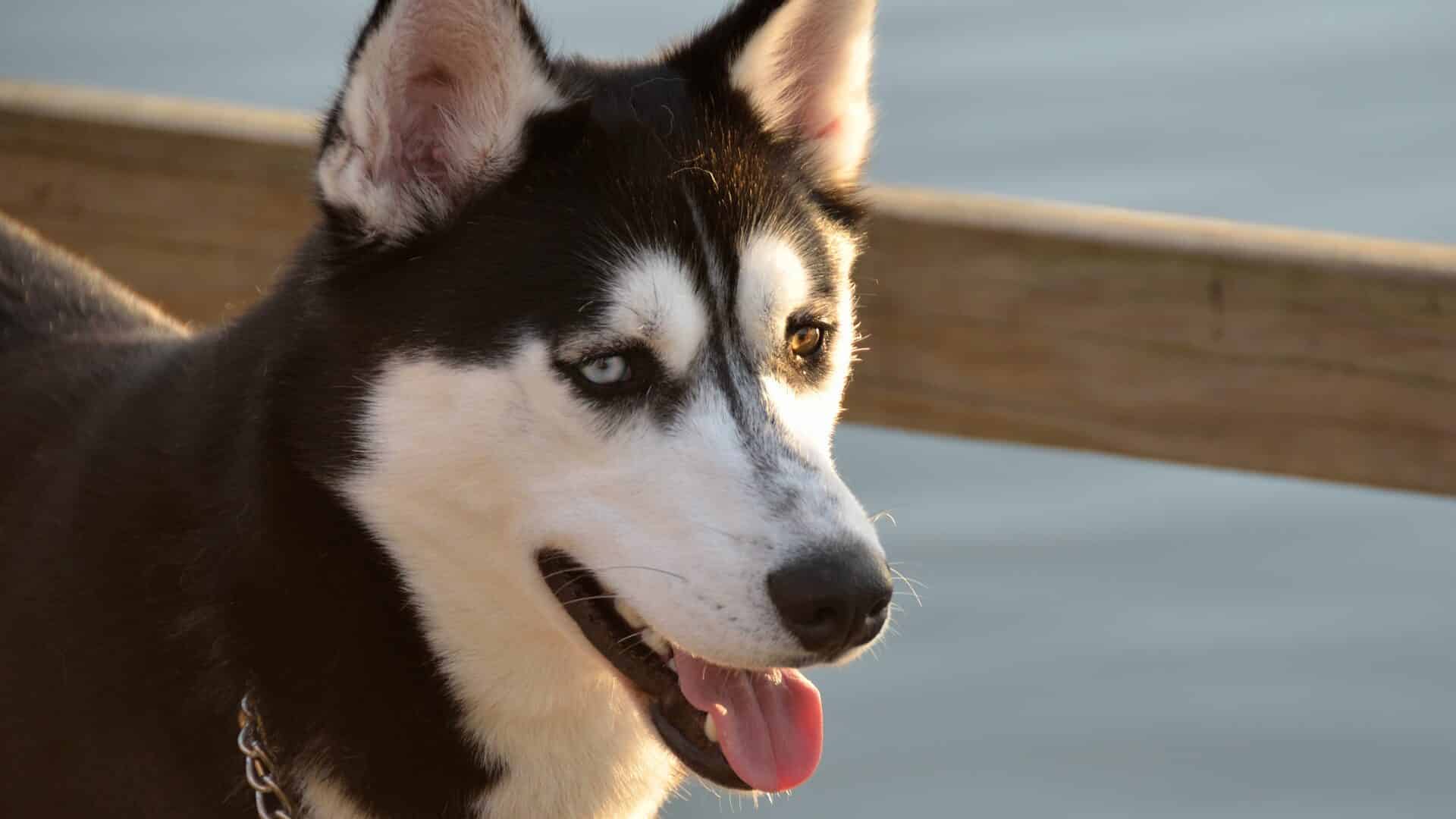 adopter alaskan klee kai