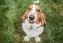 caractère Basset Hound