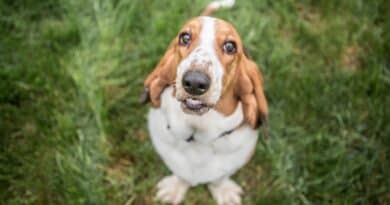 caractère Basset Hound