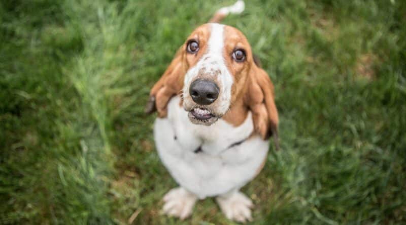 caractère Basset Hound