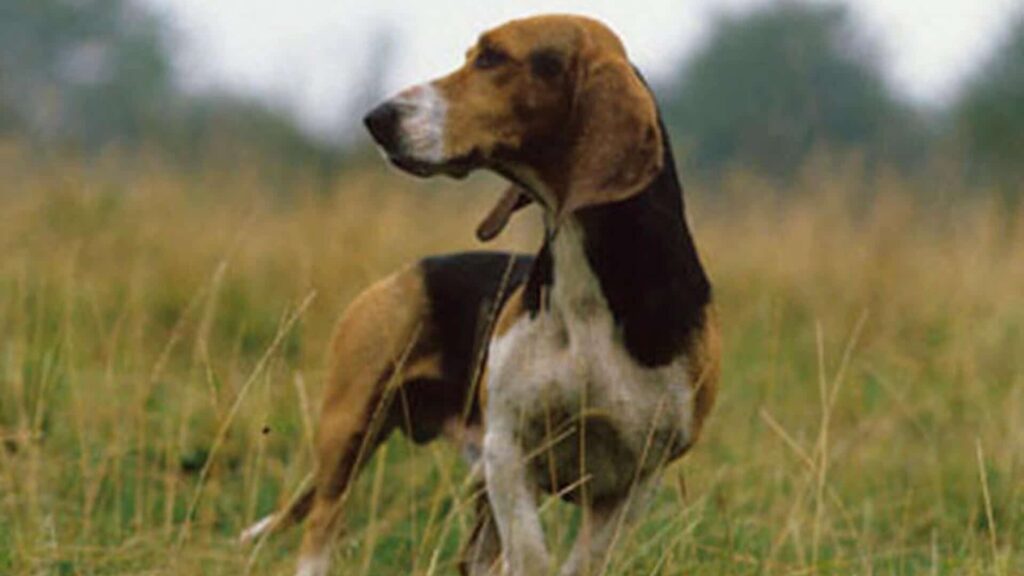 caractère Basset artésien normand