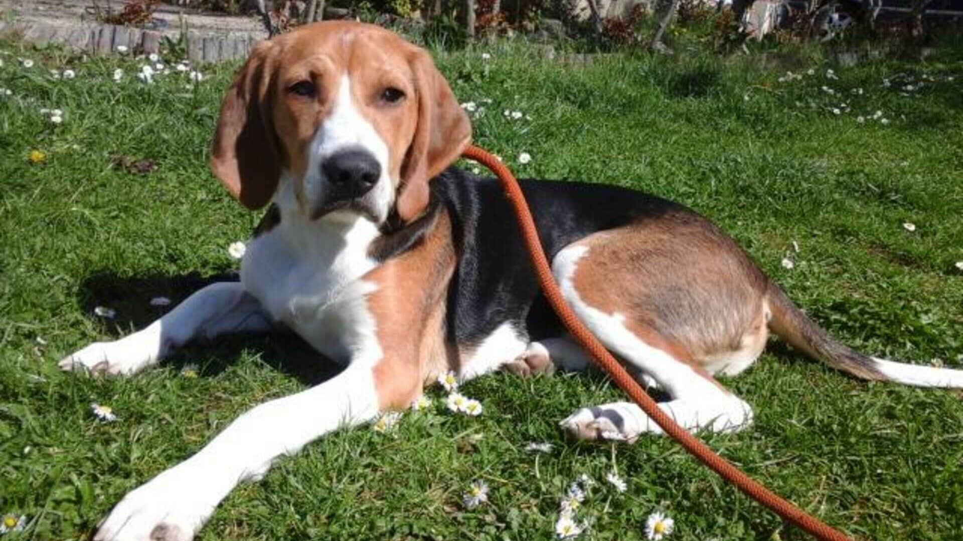 caractère Beagle Harrier