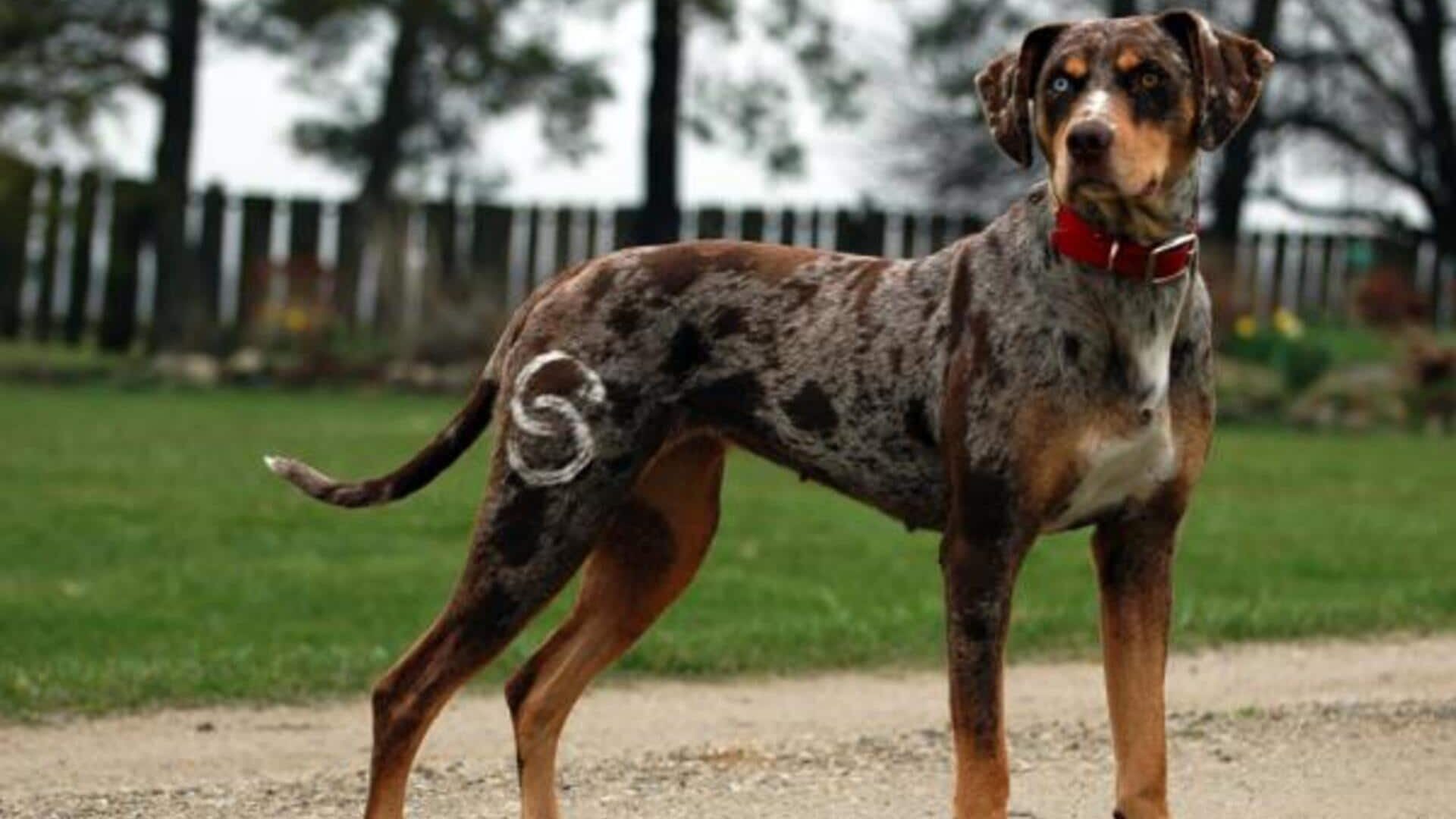 caractère Chien léopard catahoula