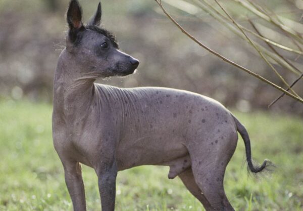 caractère Chien nu du Mexique