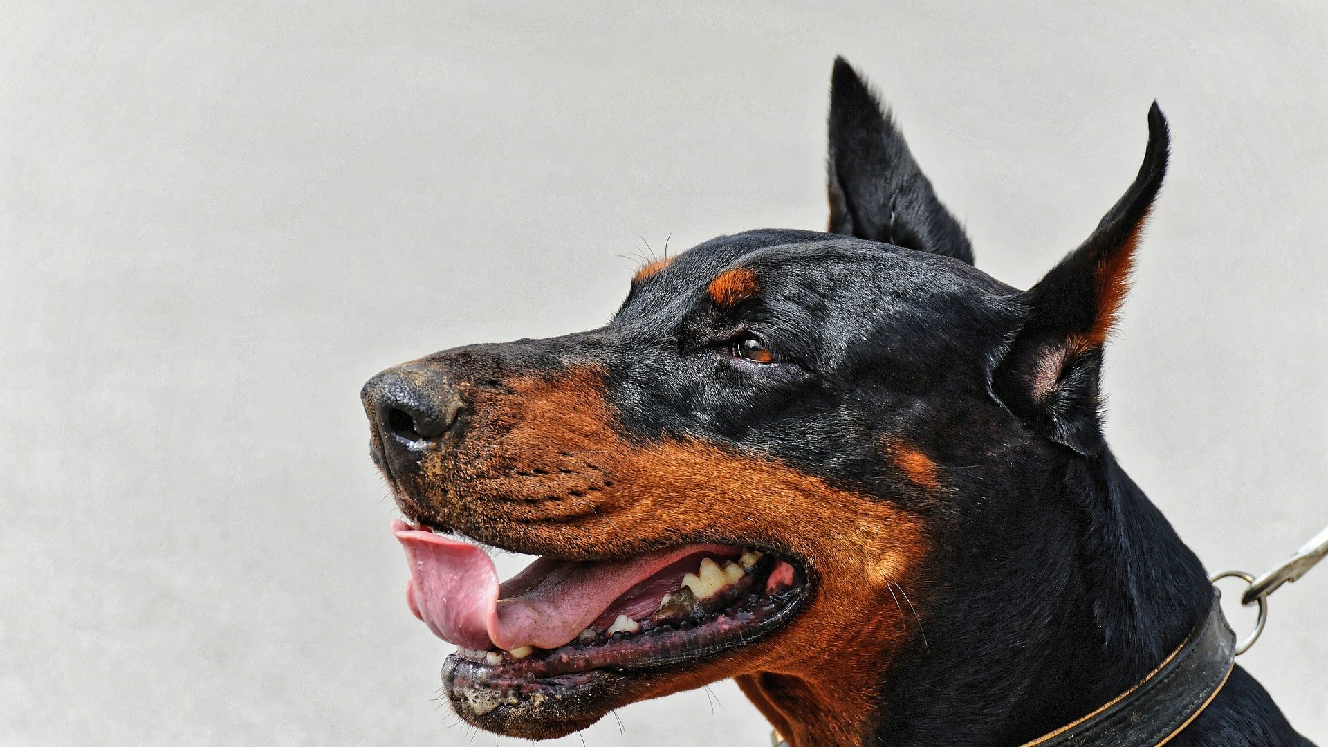 caractère Doberman