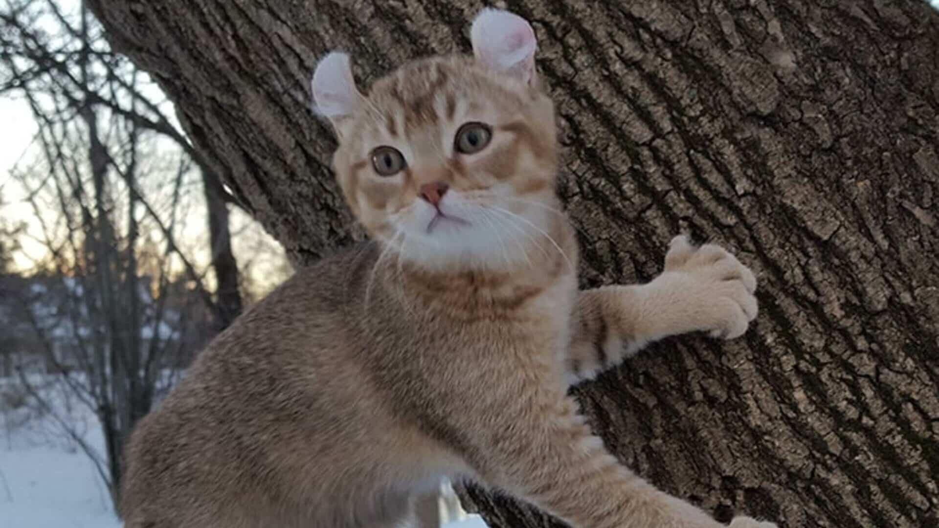 caractère Highland Lynx