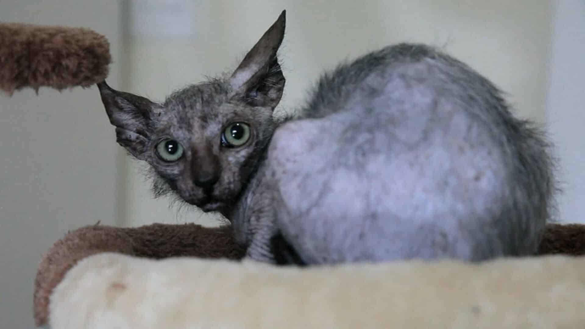 caractère Lykoi