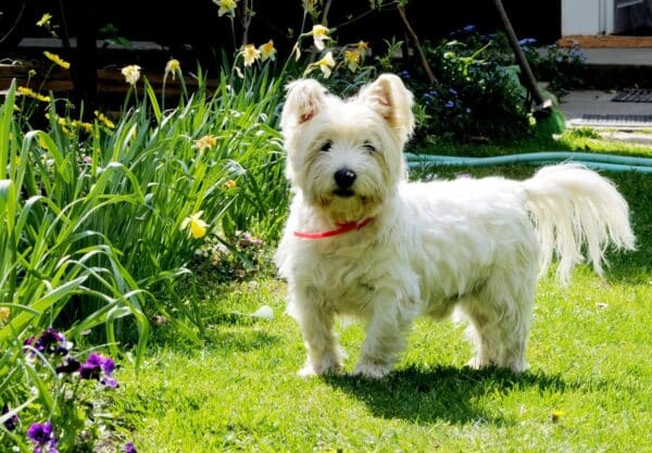 caractère Westie