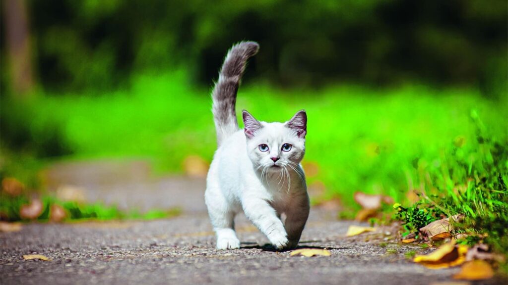 caractère chat nain