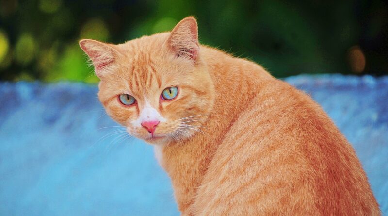 caractère chat roux