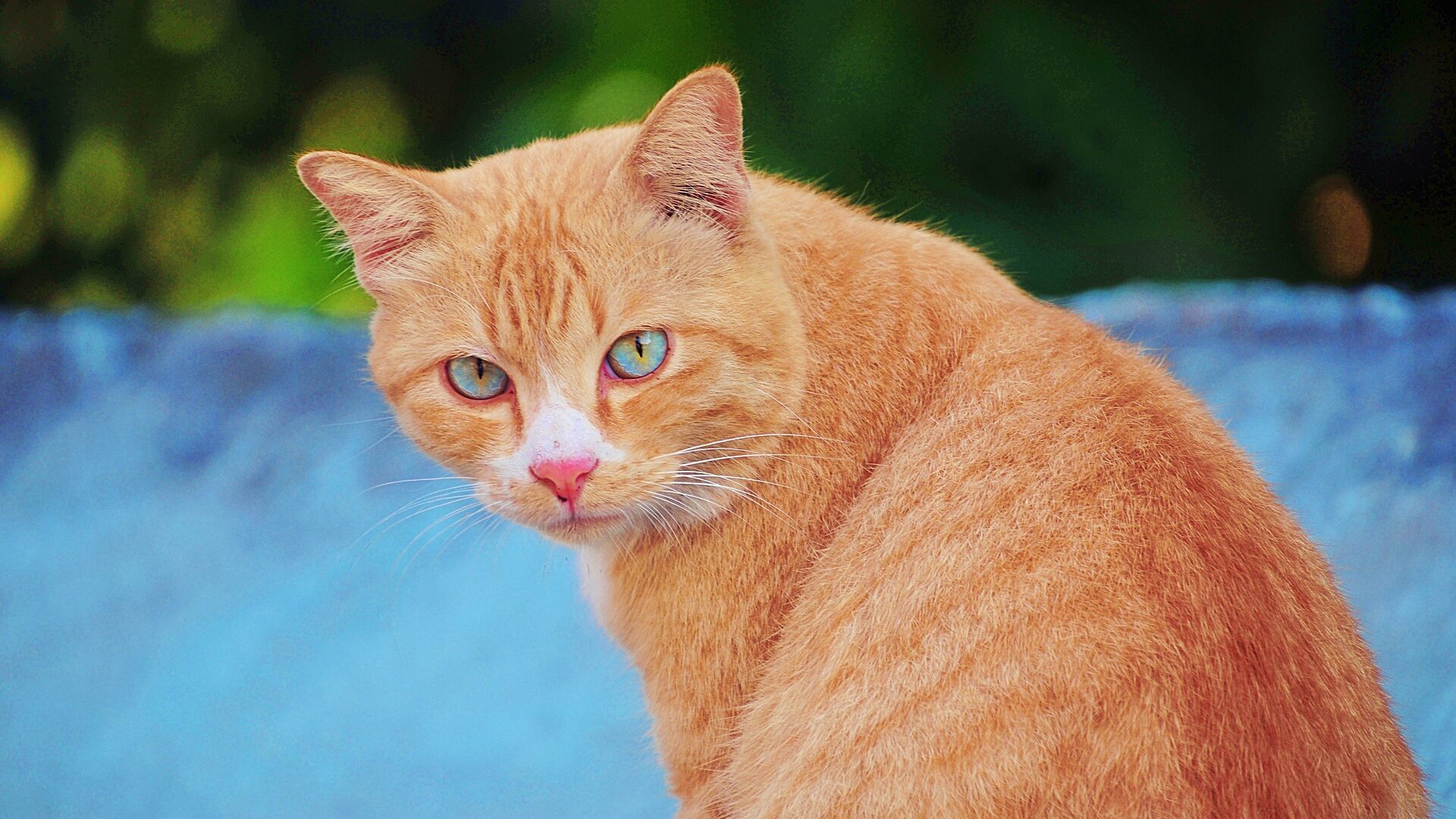 Le caractère du chat roux, ce félin flamboyant !