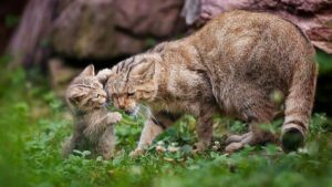 caractère chat sylvestre