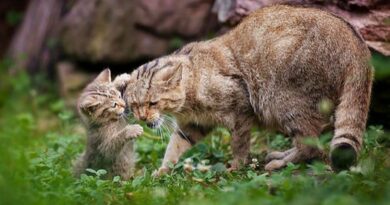 caractère chat sylvestre