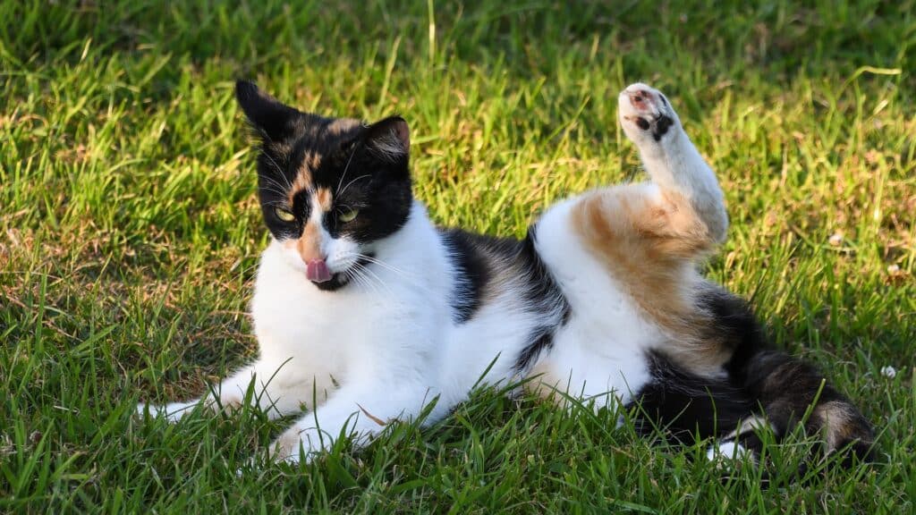 caractère chat tricolore