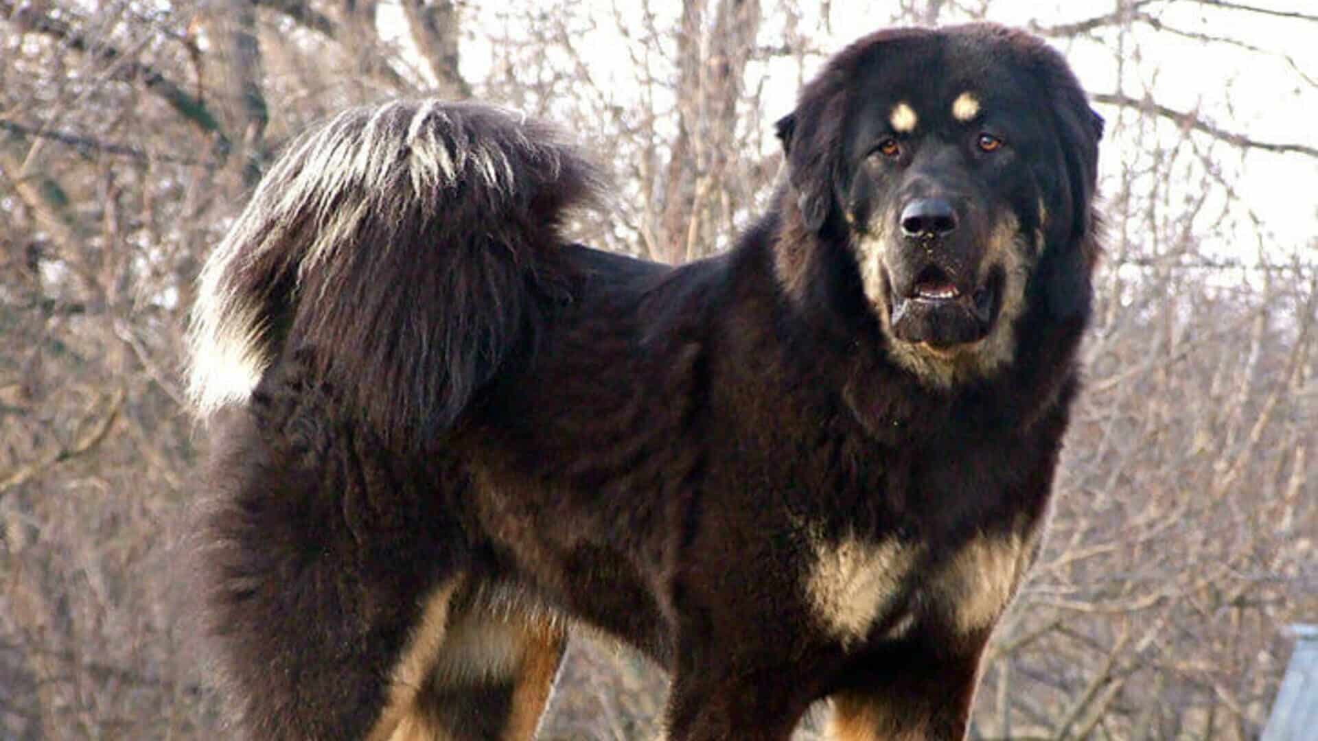 caractère dogue du Tibet