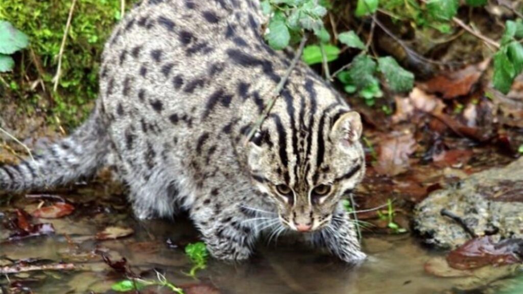 caracttéristiques Chat pêcheur