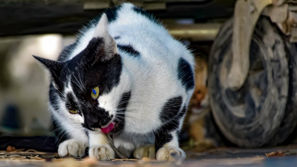 causes de la Gingivite du chat