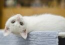 chat blanc