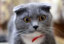 chat gris