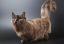 chat nain