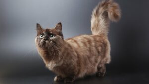 chat nain