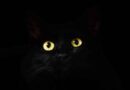 chat noir