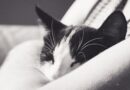 chat qui ronfle pourquoi