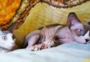 chat sans poil