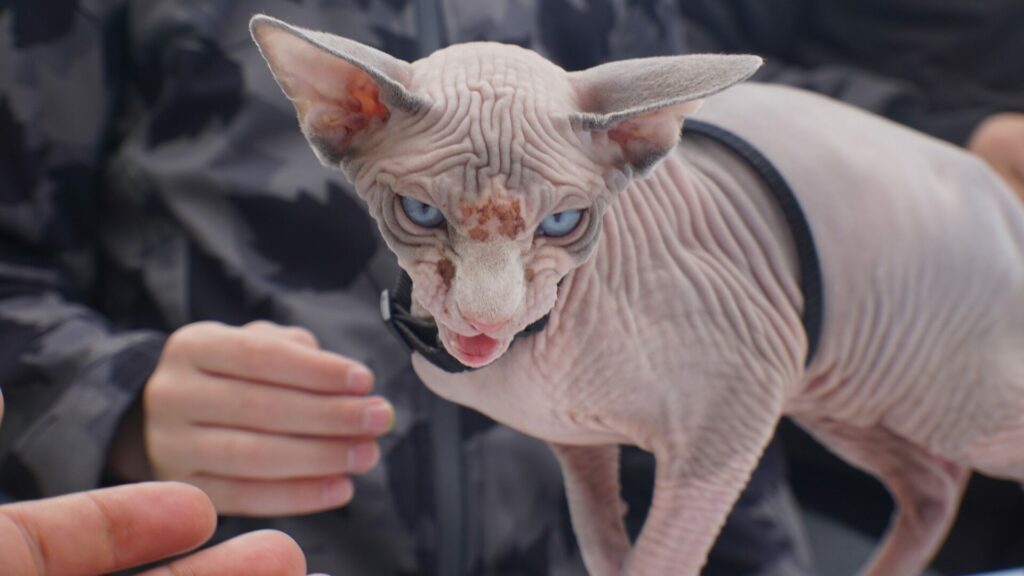 chat sphynx