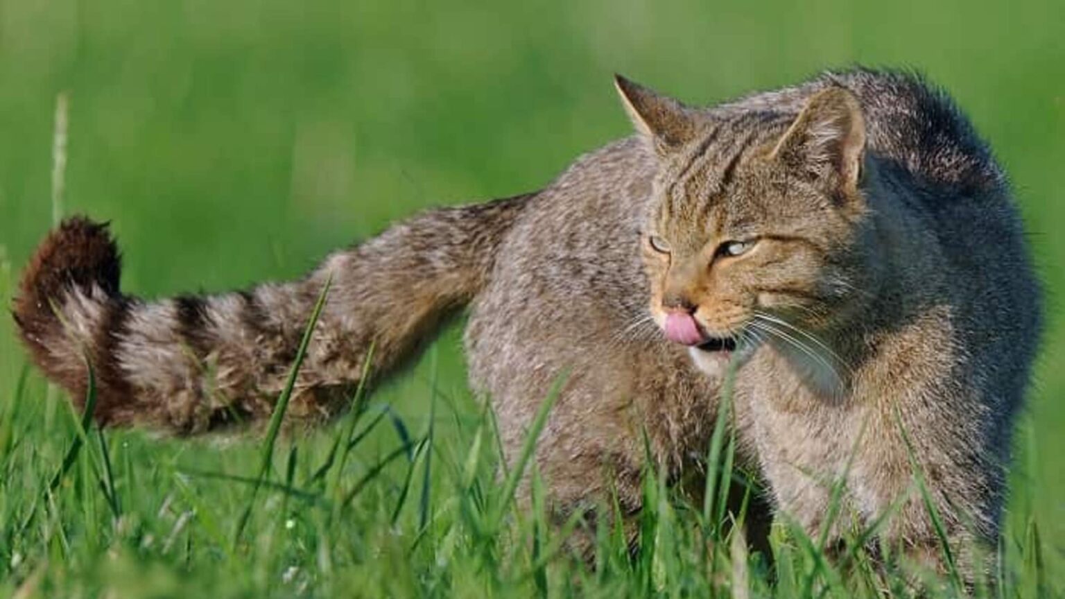 Chat sylvestre : caractéristiques, habitat et possibilité de croisement