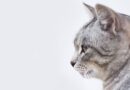 chat tabby