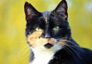 chat tricolore