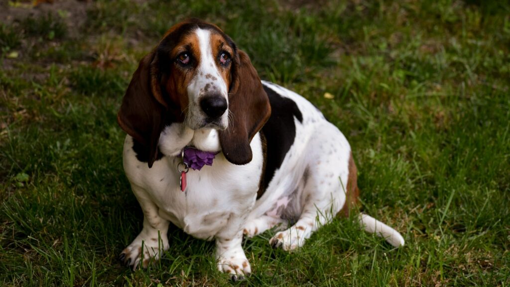 chien Basset Hound