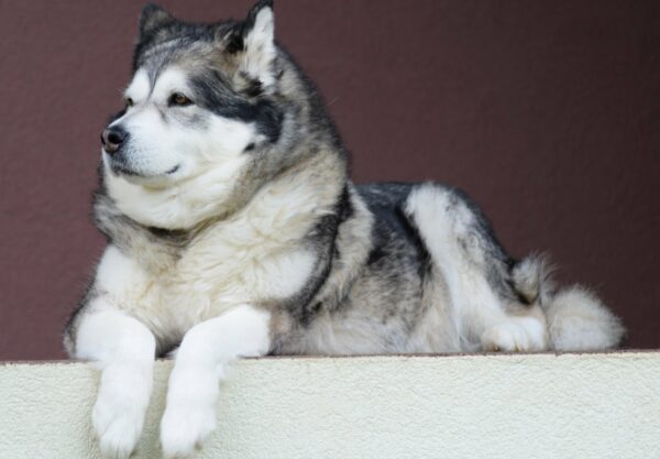 chien Malamute