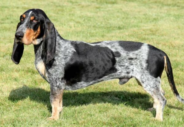 chien Petit bleu de Gascogne