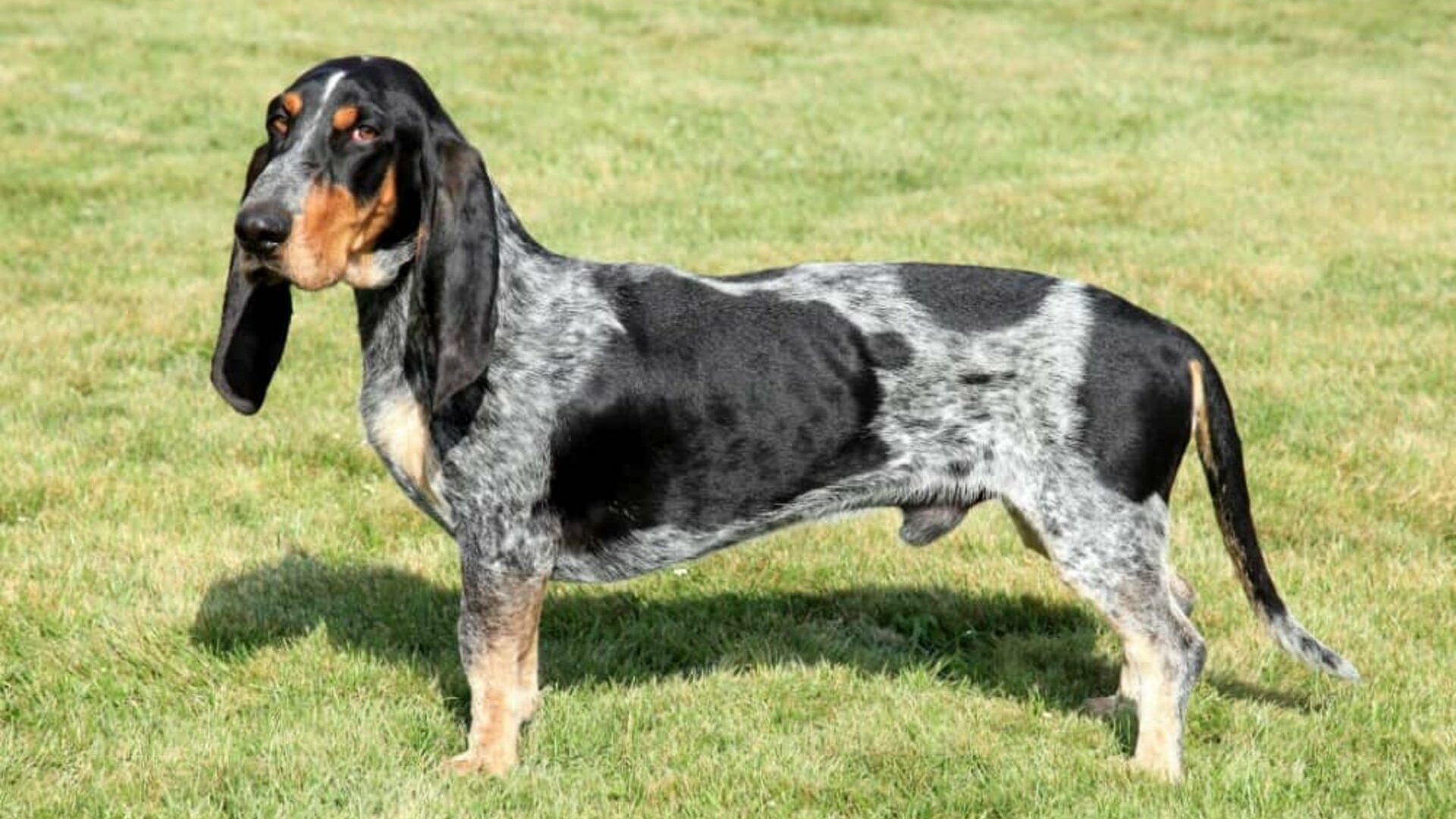 Petit Bleu de Gascogne: A Versatile and Loyal Dog Breed 7 Petit Bleu De Gascogne