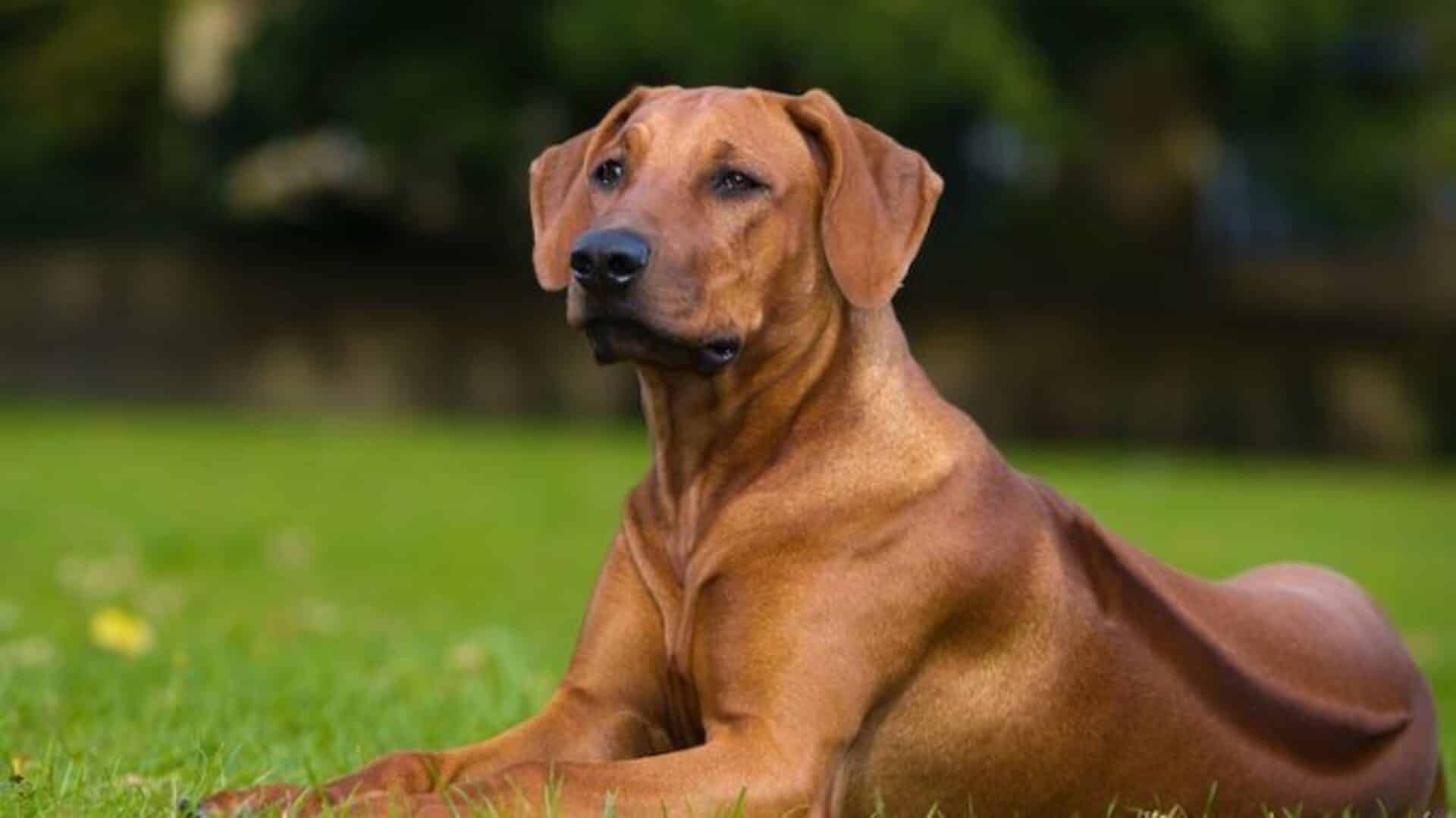 chien Rhodesian ridgeback