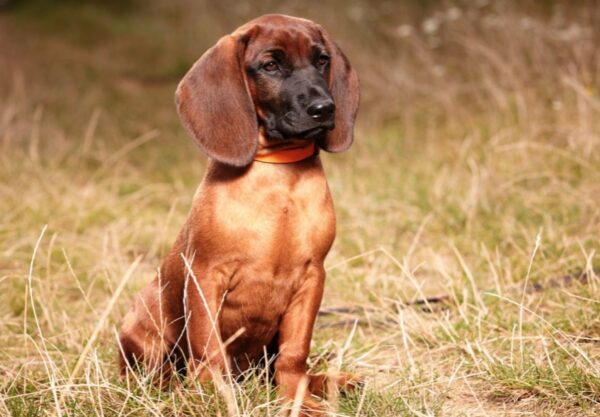 chien Rouge de Bavière