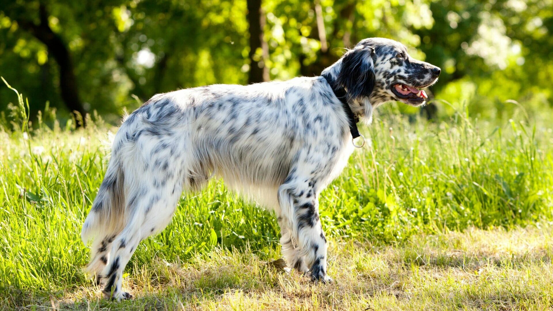 chien Setter anglais