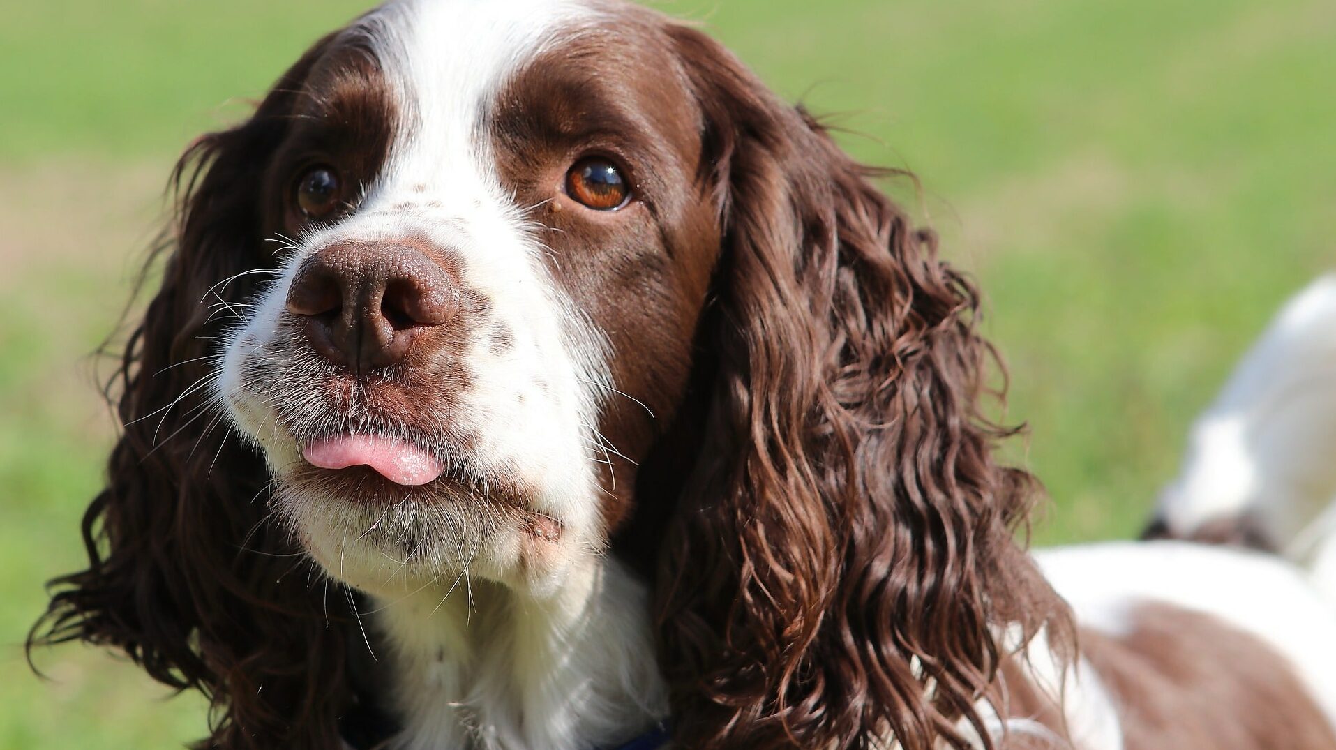 chien Springer spaniel