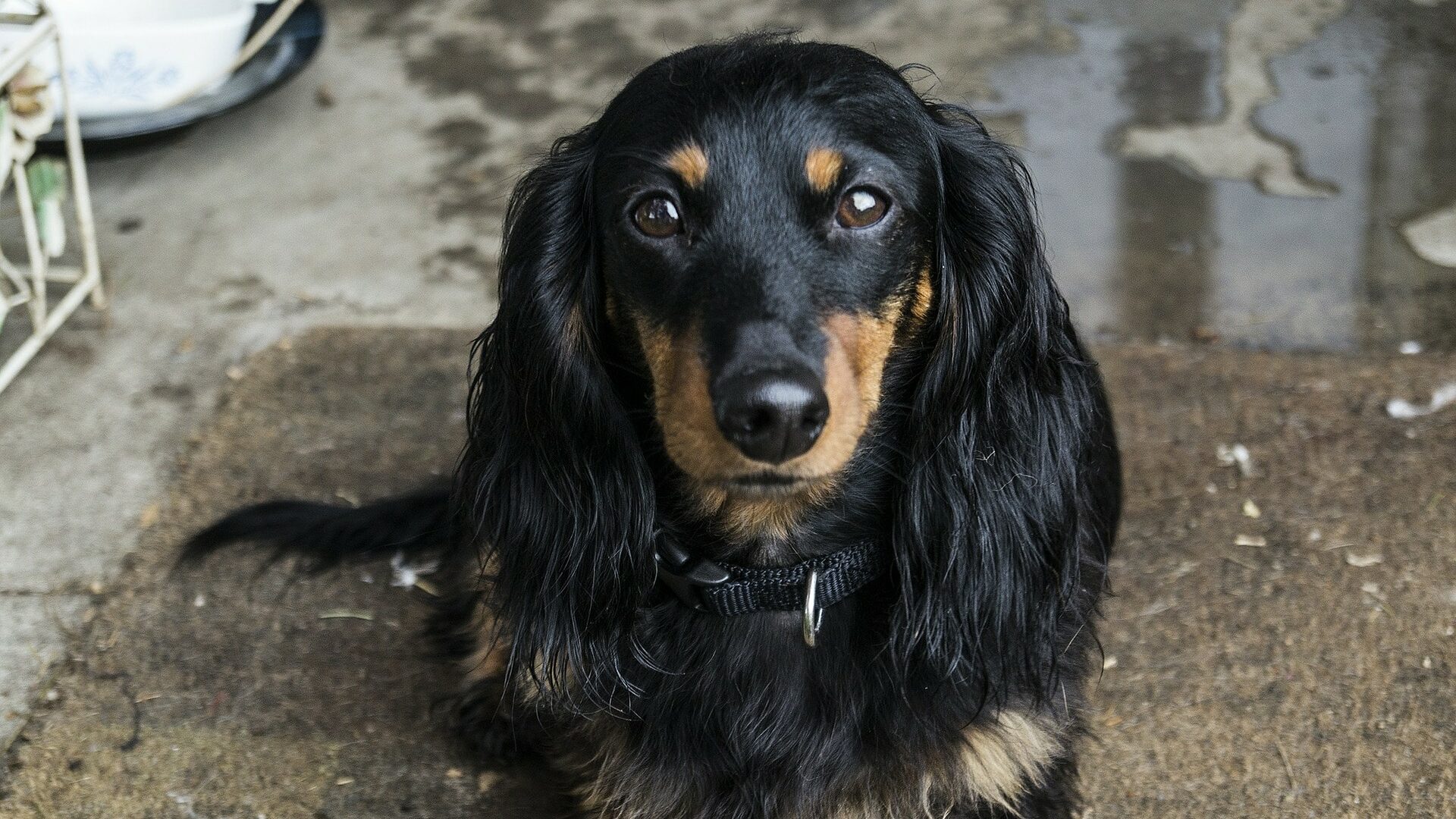 chien Teckel kaninchen