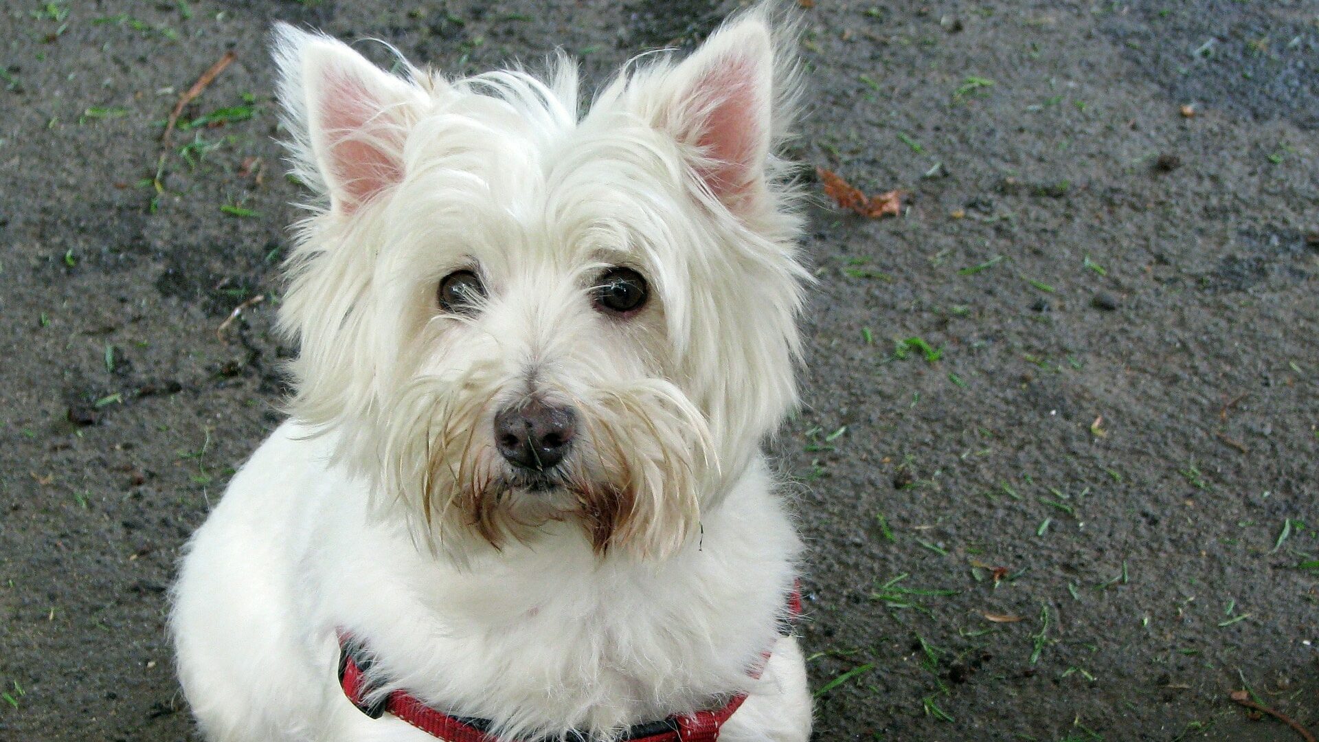 chien Westie