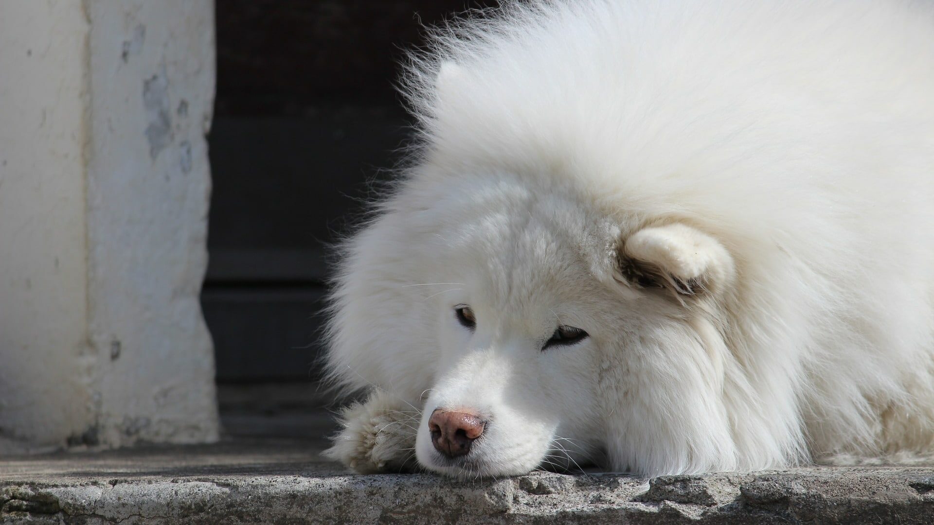 chien blanc Samoyède