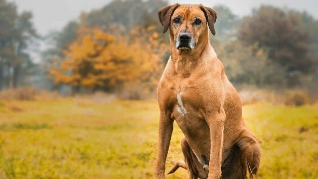 chien dangereux Rhodesian ridgeback