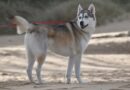 chien primitif