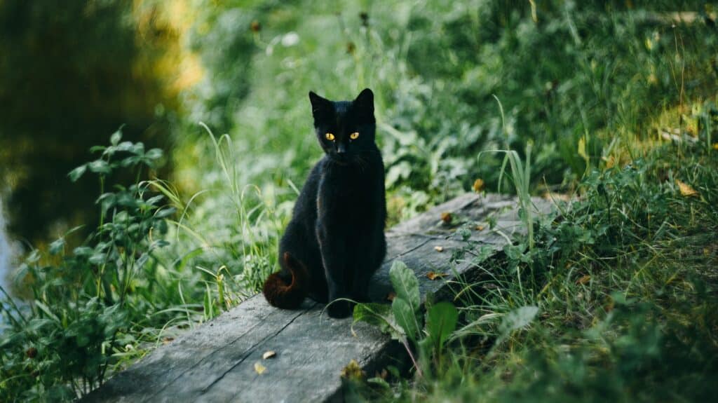 croyance chat noir
