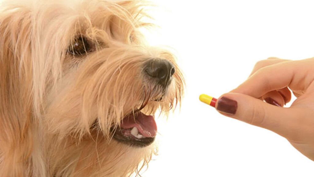 donner Cortisone pour chien