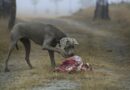 donner de la Viande pour chien