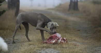 donner de la Viande pour chien